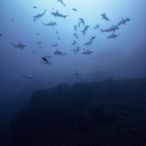 guided BullShark Dives in Mexico - Scuba Diving